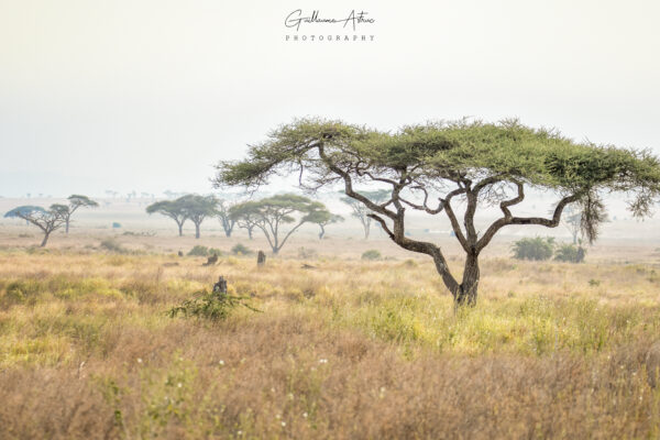 Les plaines sans fin du Serengeti