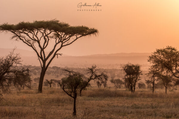 Coucher de soleil sur la savane Africaine du Serengeti