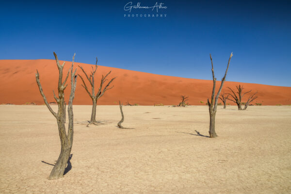 Les arbres morts de Deadvlei