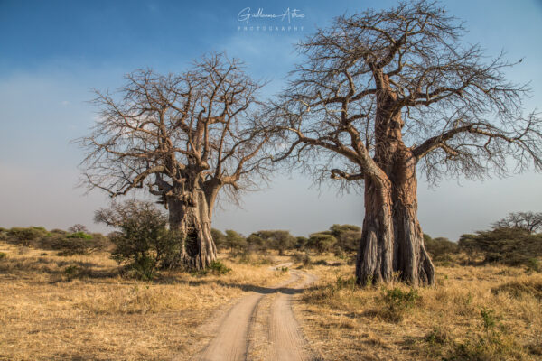 Les baobabs de Tarangire