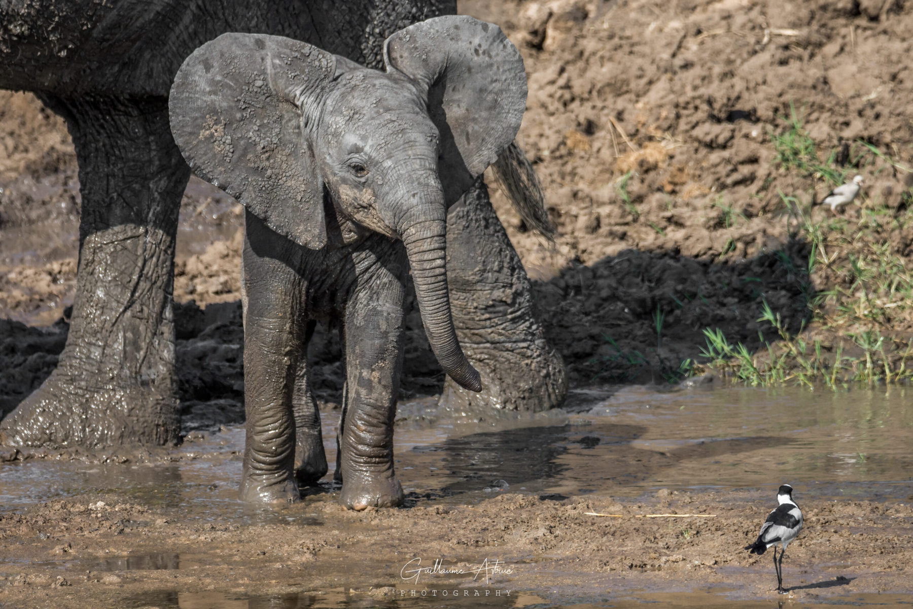 Bébé éléphant dans le parc de Manyara - Guillaume Astruc Photography