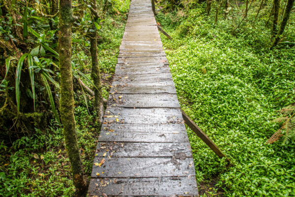 A travers la forêt de Belouve