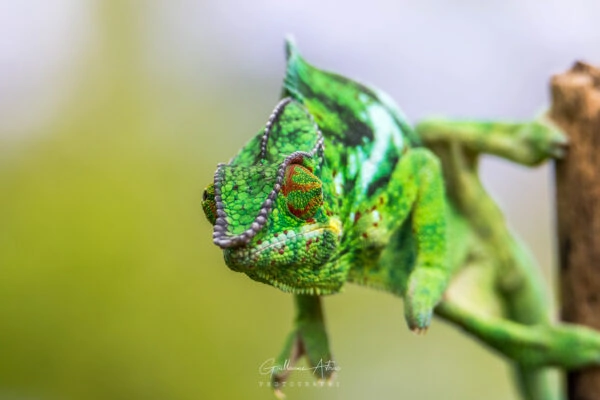 Regard croisé avec un caméléon à la Réunion