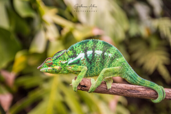 Un caméléon sous son meilleur profil