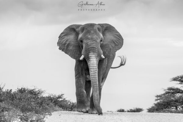 Sur le chemin de l’éléphant