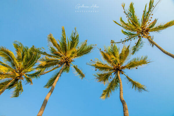 Sous les cocotiers de la Réunion