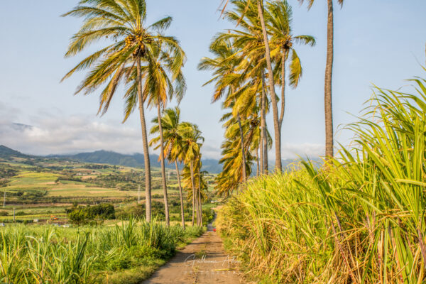 Paysage tropical de la Réunion