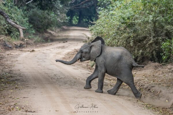 Bébé éléphant dans le parc de Manyara