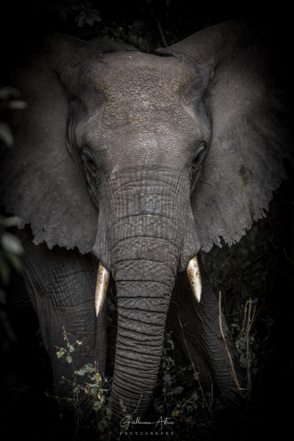 Portrait d’un éléphant dans le parc de Manyara