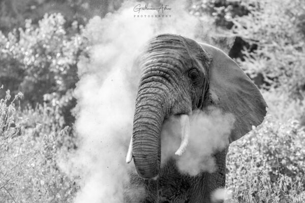 Photo d'un éléphant