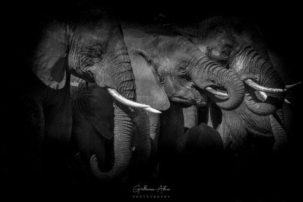 Photo d'éléphants