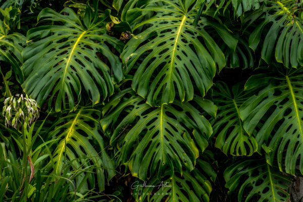 Monstera de la Réunion