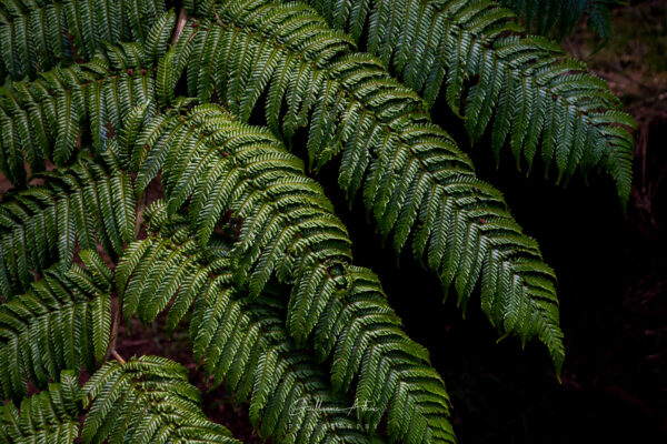 Fougère de la Réunion