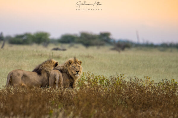 Deux frères lions observant l’horizon