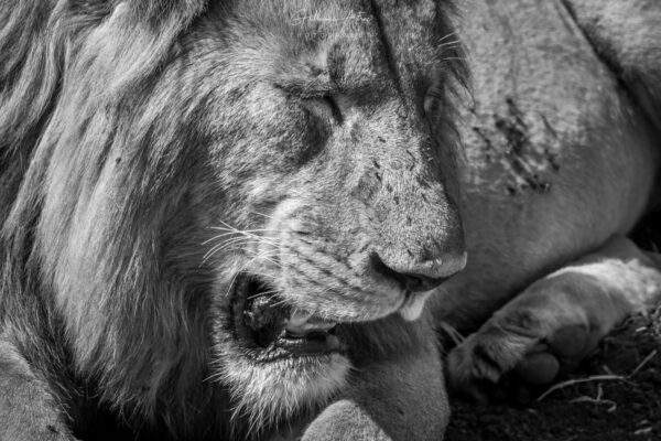 Le repos du guerrier