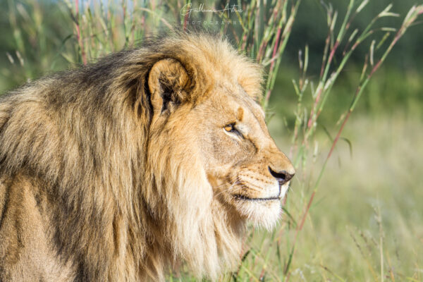 Le lion qui guette l’horizon