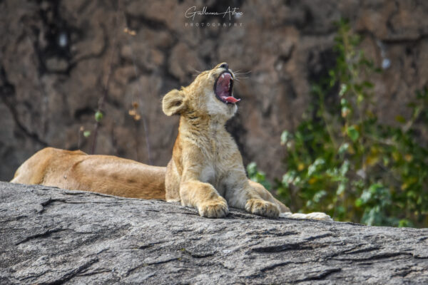 Petit lionceau deviendra grand