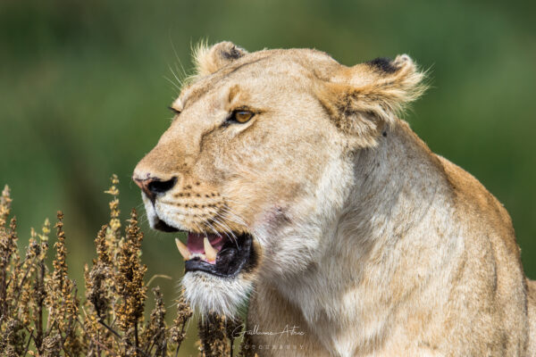 Rencontre avec une lionne du Serengeti