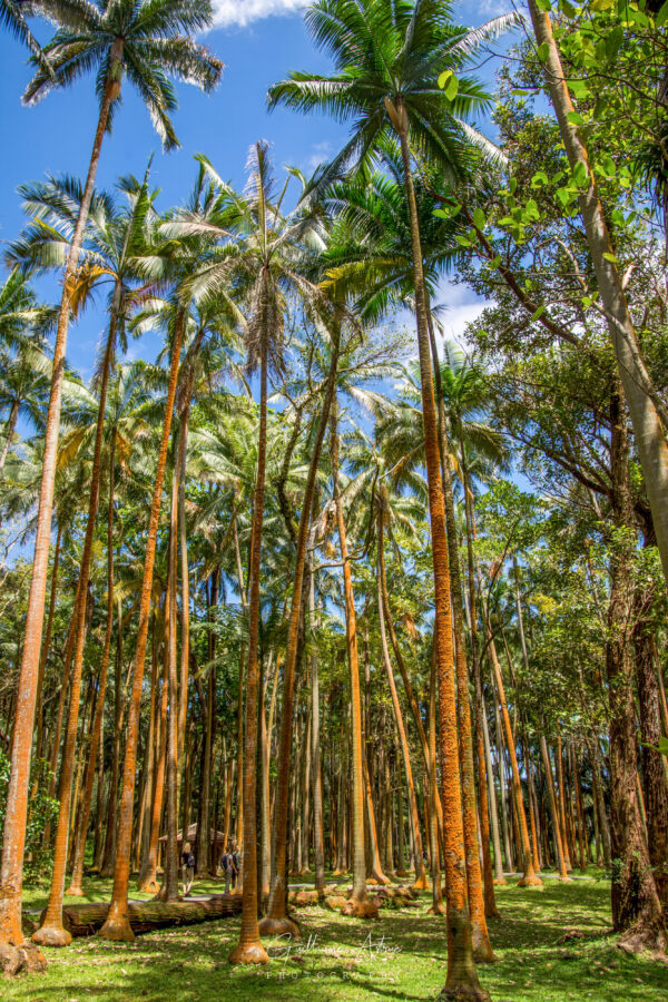 Les cocotiers de l’Anse des Cascades