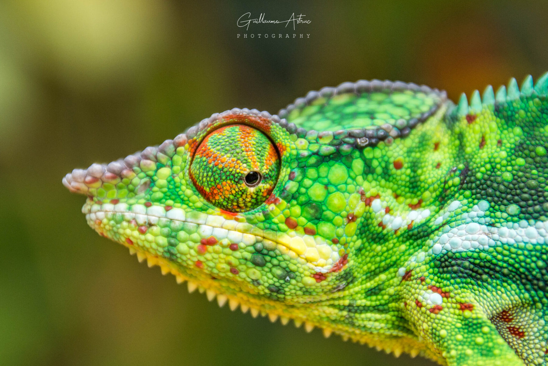 dans-l-il-du-cam-l-on-guillaume-astruc-photography