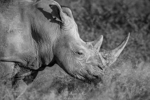 Sur les pas du Rhinocéros blanc