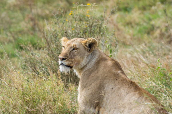 Une lionne à l’affut dans le Serengeti