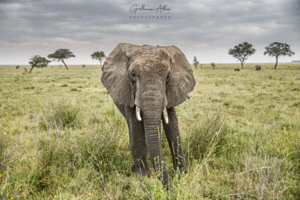 Au plus près des éléphants du Serengeti