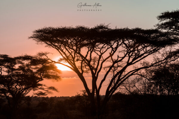 Le soleil se lève sur la savane Africaine