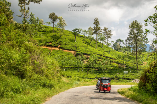 Un tuk tuk au milieu des plantations de thé au Sri Lanka
