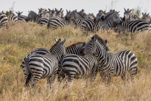 Groupement zébré du Serengeti