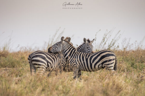 Zèbres entremêlés dans le parc du Serengeti