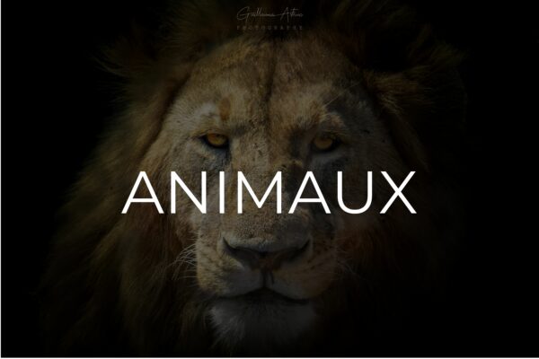 Animaux