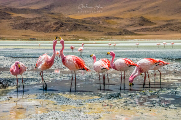 Flamants Roses de Bolivie