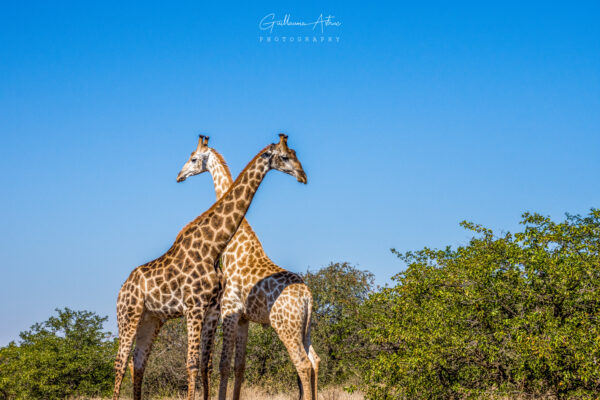 Combat de girafes