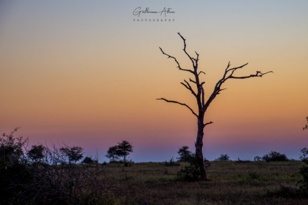 Un arbre mort solitaire en Afrique du Sud
