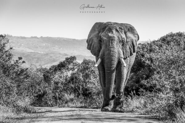Un imposant éléphant d’Afrique