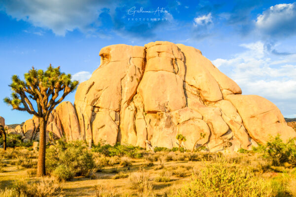 Joshua Tree, Californie