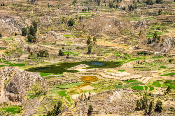 Cultures de quinoa dans le Canyon de Colca au Pérou