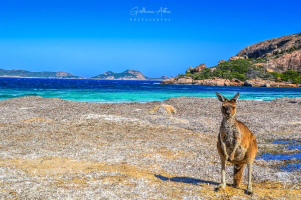 La belle vie d’un kangourou à Esperance