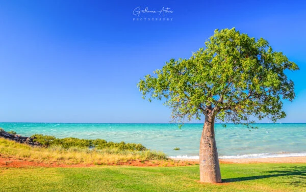 Un baobab solitaire à Broome