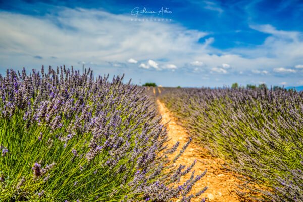 La Lavande de Provence