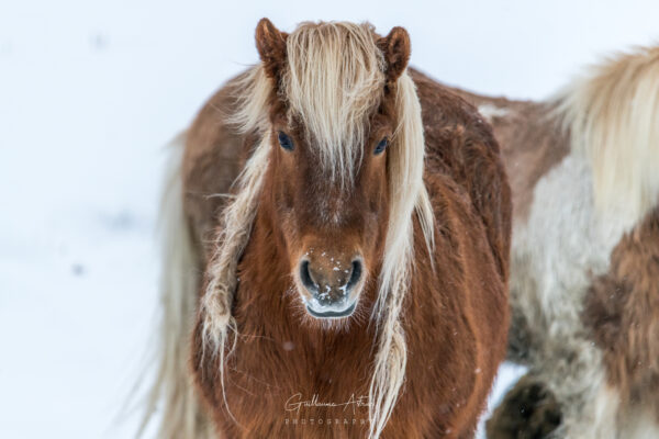 Portrait d’un cheval Islandais