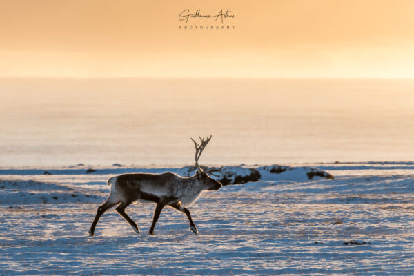 Un renne qui gambade dans la neige Islandaise