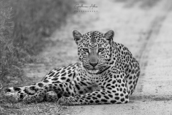 Dans le regard du léopard