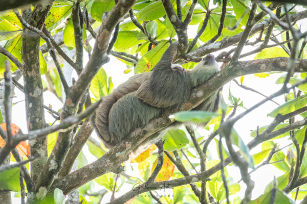 Maman et bébé paresseux