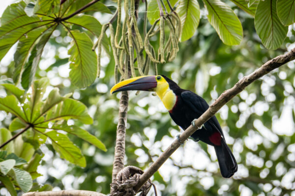 Le majestueux toucan