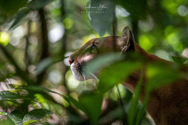 Un puma en pleine partie de chasse