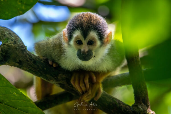 Un petit singe écureuil bien curieux