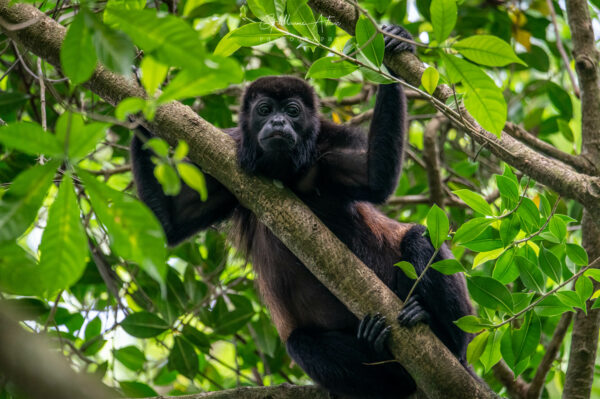 Rencontre avec un singe hurleur