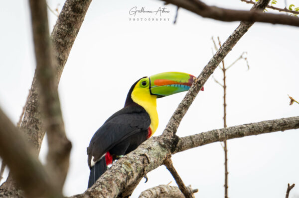 Le très coloré toucan